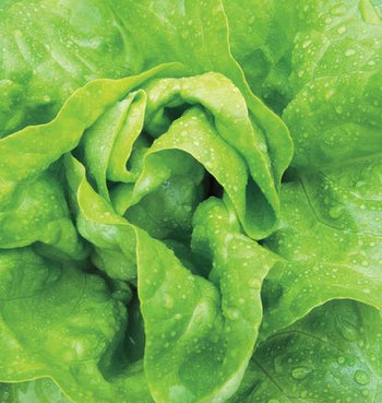 LT458 Lettuce Buttercrunch
